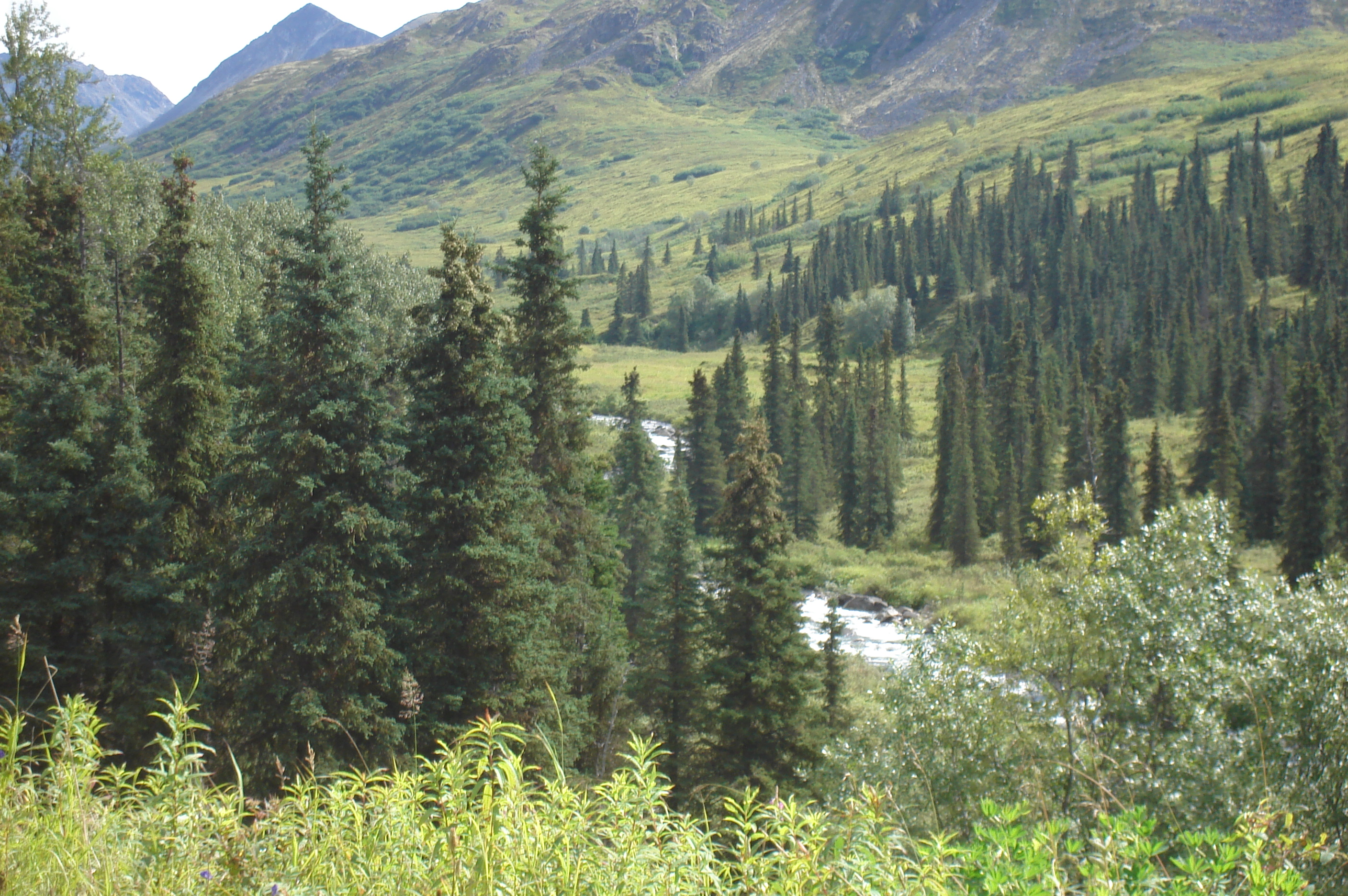Hatcher Pass, AK 40-120 acres on Purches Creek - Photo 3