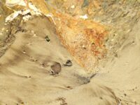 Hecla Mining Extends Silver Resource at Keno Hill with High-Grade Discovery