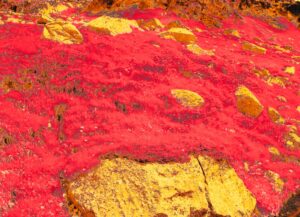 Platinum price surge - Platinum Soars 30% as South African Supply Tightens