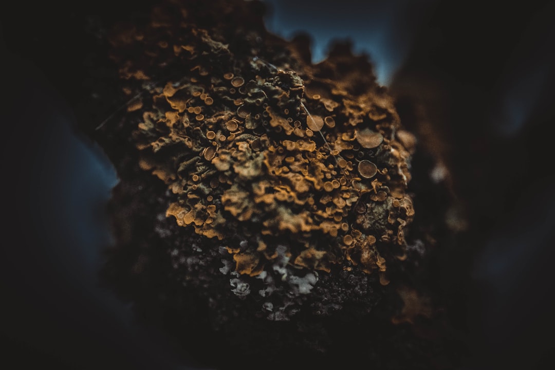 Russian palladium exports - Russian Palladium Exports Face Challenges Amid New Tariffs and Licensing Restrictions