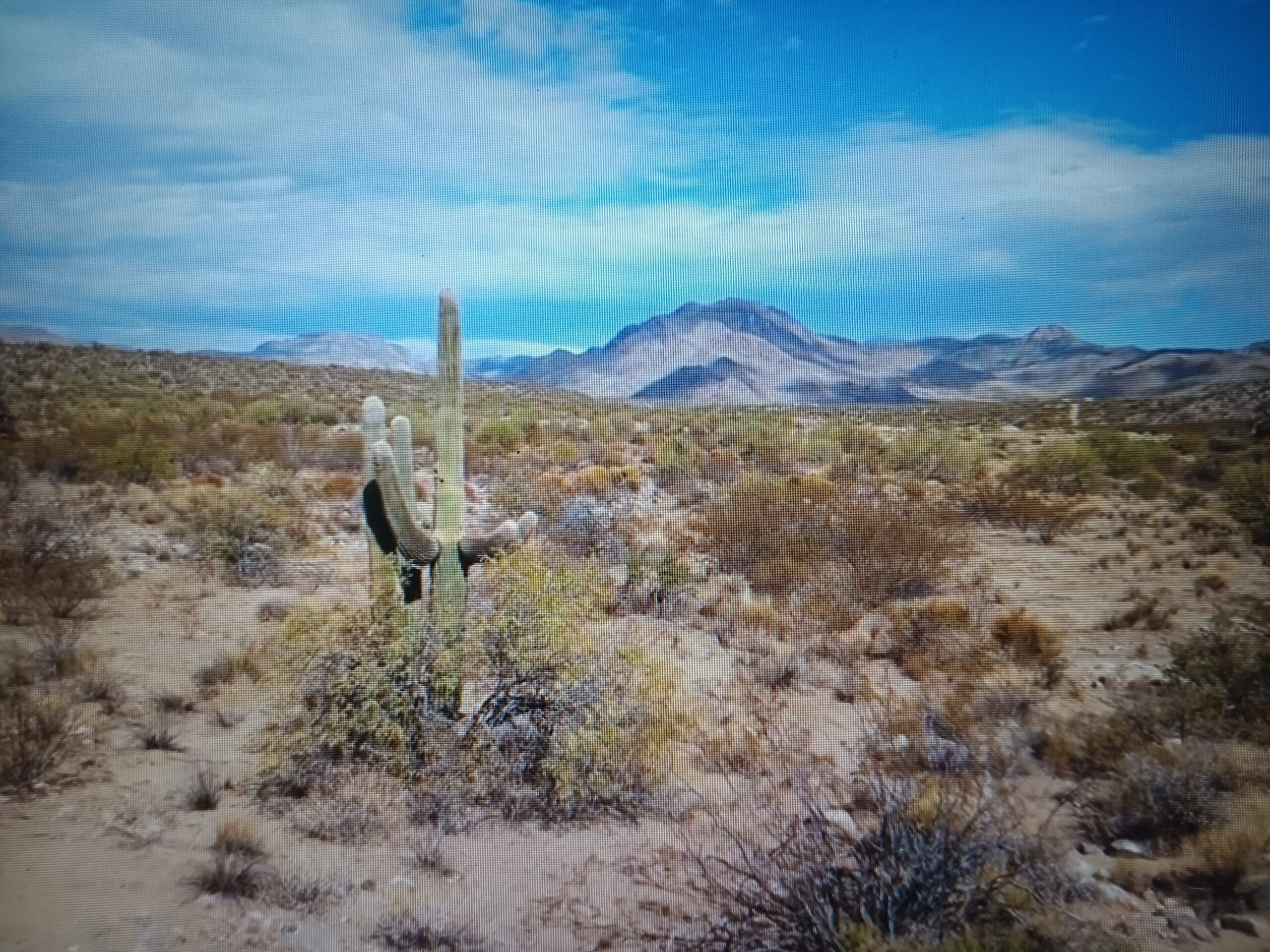 BEST IN THE WEST WORLD-CLASS GOLD