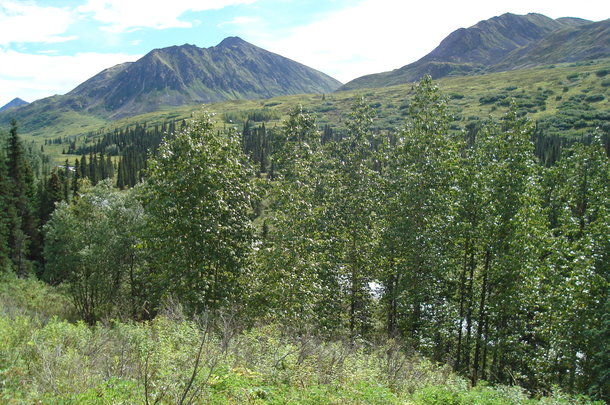 Gold Mine Hatcher Pass, Alaska – 120 acres on Purches Creek - Photo 5