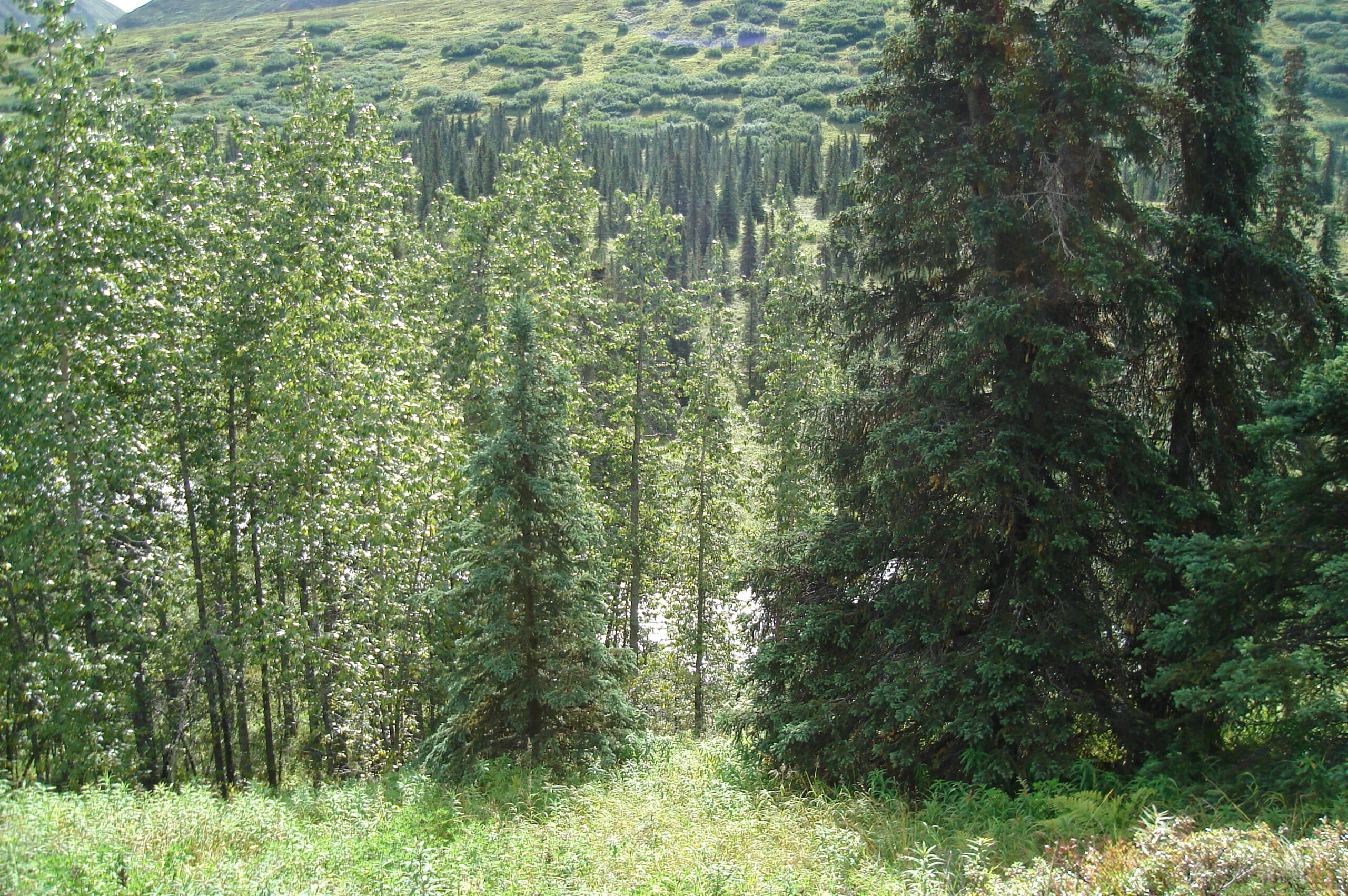 Gold Mine Hatcher Pass, Alaska – 120 acres on Purches Creek - Photo 6